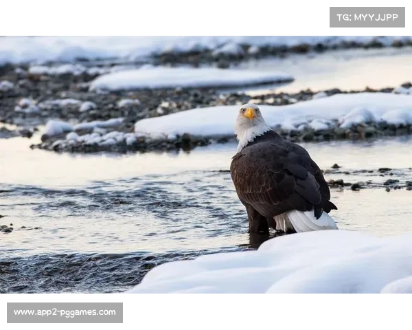 特写：博滕冬季两项20发全中，完美射击技术剖析